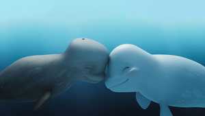 دانلود انیمیشن جدید و کمدی کاتاک : نهنگ سفید شجاع Katak : The Brave Beluga 2023 با دوبله فارسی کامل مناسب تماشای خانوادگی