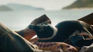 دانلود فیلم سینمایی درام دوست پنگوئن من My Penguin Friend دوبله فارسی کامل