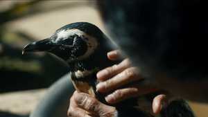 دانلود فیلم سینمایی دوست پنگوئن من My Penguin Friend دوبله فارسی کامل با کیفیت عالی