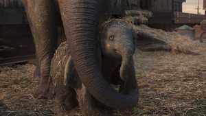 دامبو Dumbo