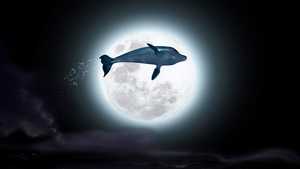 دلفین: داستان یک خیالباف The Dolphin: Story of a Dreamer (2009)